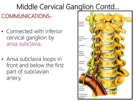 Cervical Sympathetic Trunks Anatomy