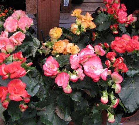 Maintain your yard, choose plants, and complete various outdoor projects with our tips and ideas. Picture Quiz about Houseplants both Flowering and Foliage ...