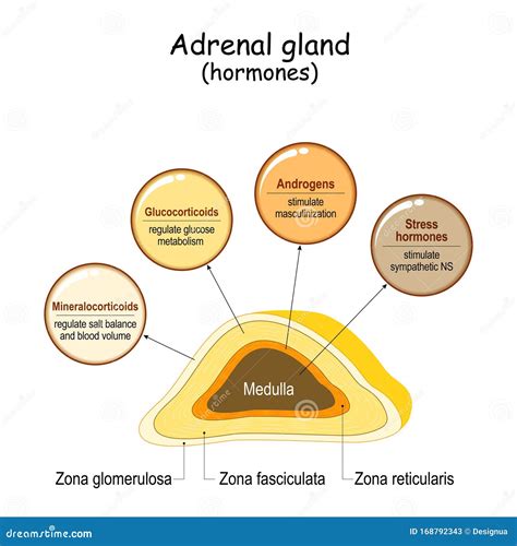 Hormones Of Adrenal Gland And Human Organs That Respond To Hormones Vector Illustration