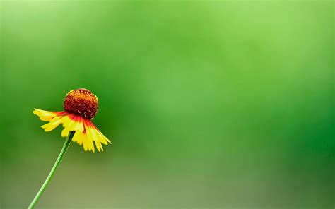 Yellow Summer Flower Flower Hd Wallpaper Peakpx