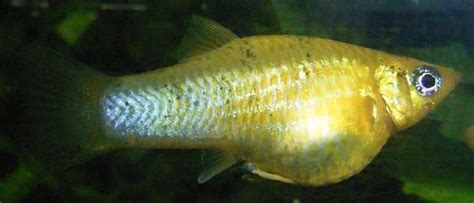 kingsnake.comphoto gallery > Freshwater > Guppy Molly Hybrid