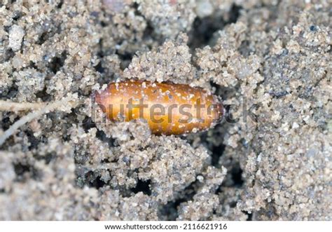 Pupa Cabbage Fly Cabbage Root Fly Stock Photo 2116621916 Shutterstock