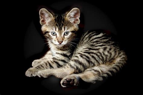 5 Tiger Looking Cat Breeds That Are Truly Affectionate Wise Kitten
