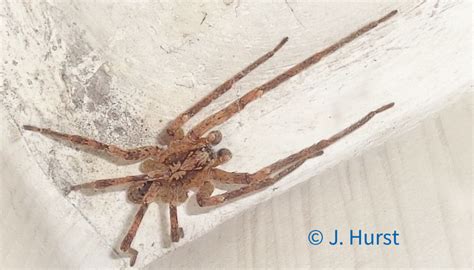 Vampire count orlok expresses interest in a new residence and real estate agent hutter's wife. NABU-Kaiserstuhl.de - 19.06.2020 Eichstetter NB ...