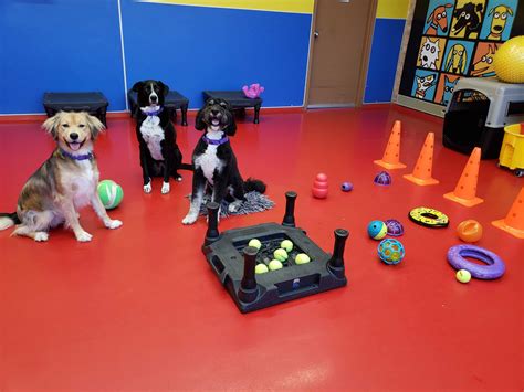 Dog Enrichment Daycare At Urban Pooch Canine Life Center