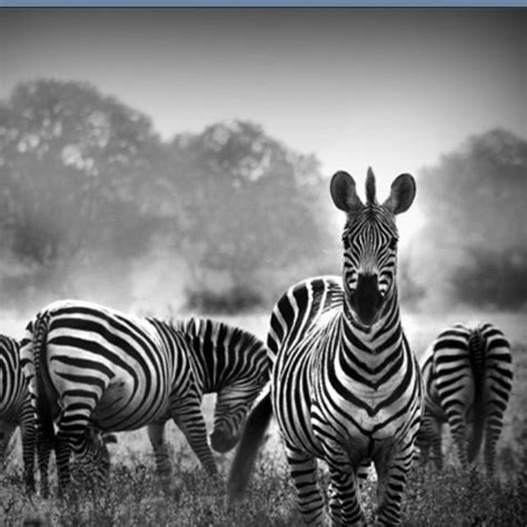 Black N White Photography Photography Inspiration Nature Zebra
