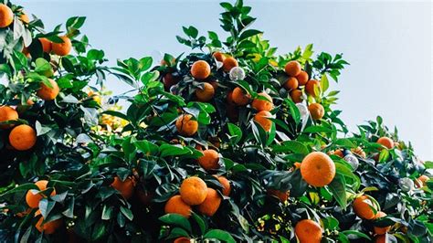 Orange Orchards Trees Free Photo On Pixabay