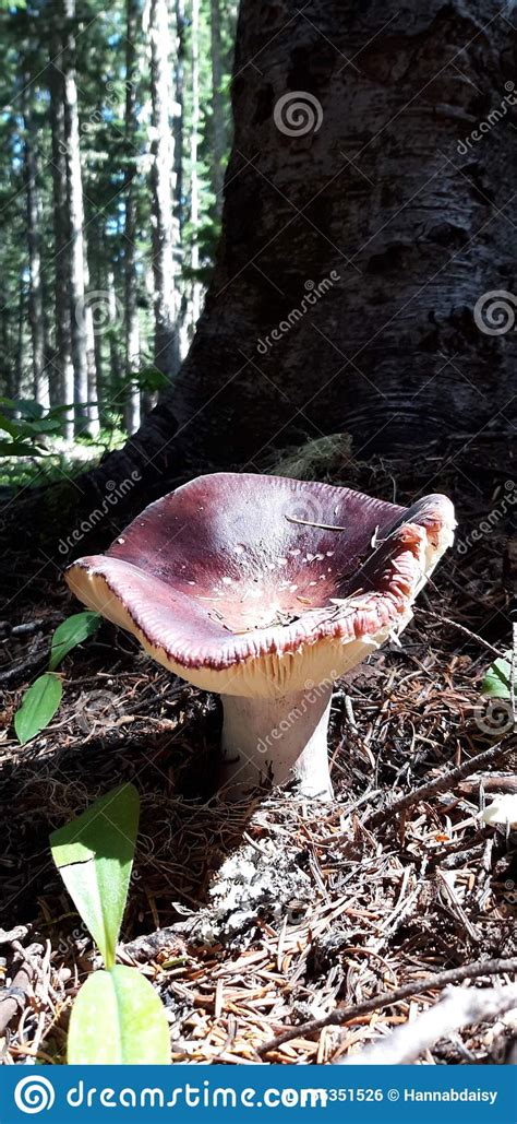 Mushroom Ford Pinchot Forest 2 Foto De Archivo Imagen De Cubo