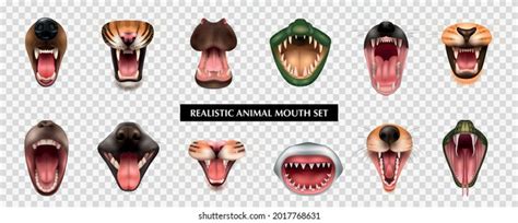 Open Mouths Teeth Fangs Various Carnivore Stock Vector Royalty Free