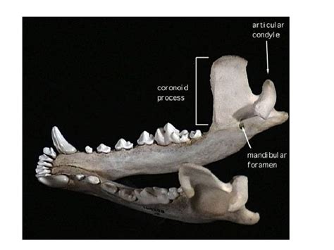 Mammal Characteristics Skull Cranium Mandible Large Cranial Cavity