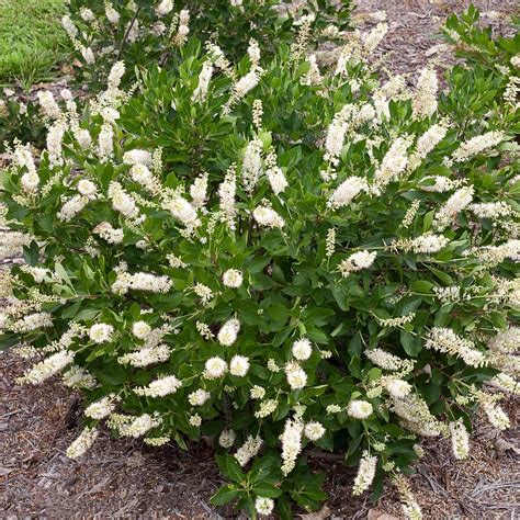 Clethra Alnifolia Vanilla Spice In 2020 Plants Shrubs White Flower
