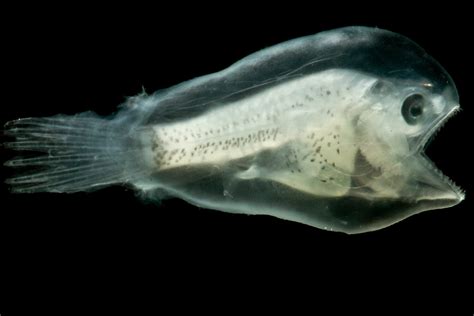 Anglerfishes Immunity And Organ Transplants Save Our Seas Foundation