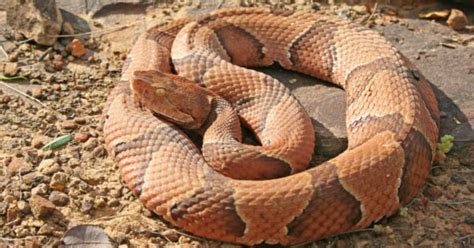 6 Venomous Poisonous Snakes In Alabama Wiki Point