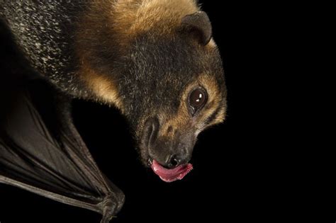 Picture Of A Spectacled Flying Fox Pteropus Conspicillatus At The