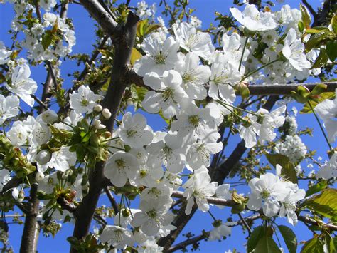 Free Images Tree Nature Branch Blossom Sky White Flower Food