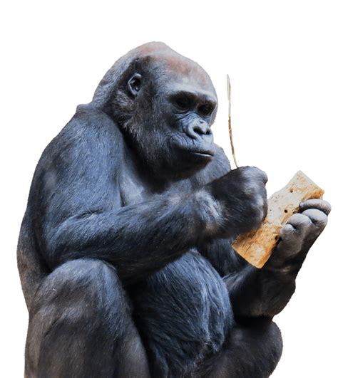 Gorilla Using Tool Transparent Png Stickpng