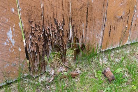 How To Tell If Your Wood Is Rotting And What To Do About It