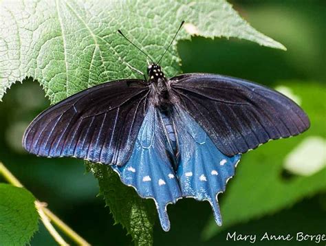 The egg, an active and hungry caterpillar stage, a pupal when fully grown, larvae leave the host plant to find a suitable site to pupate. Dutch Pipevine Plant | Pipevine Swallowtail Butterflies ...