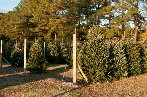 Christmas Trees for Sale at State Farmers Market - South Carolina ...