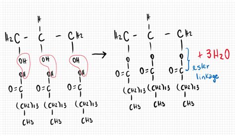 Solved Using The Molecules Glycerol And Fatty Acids Show With Images