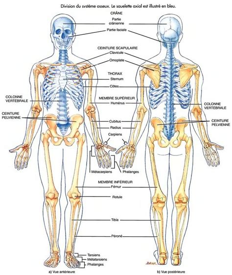Les Divisions Du Syst Me Osseux Anatomie Pinterest Anatomie