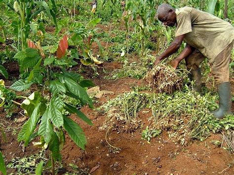 Reaping The Benefits Of Agroforestry In Cameroon Evergreen Agriculture
