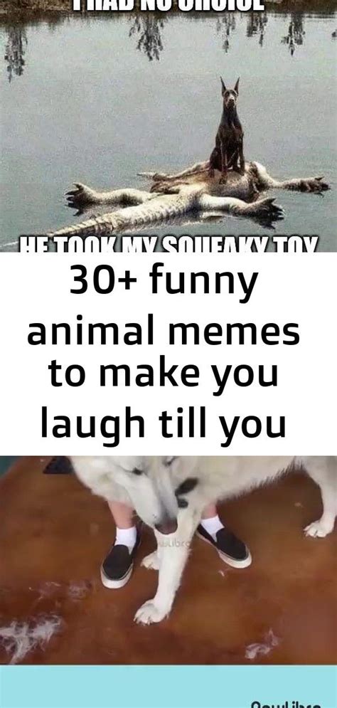 30 Funny Animal Memes To Make You Laugh Till You Drop 7 Funny Animal