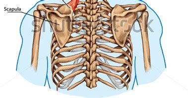 The serratus rotates the inferior angle of the scapulae, protracts the scapulae laterally toward the front of the rib cage, and also isometrically holds. {Posterior Thoracics Cage Showing Connection of the Ribs ...