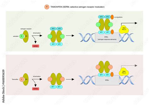 Vetor De Tamoxifen Is A Selective Estrogen Receptor Modulator Mainly
