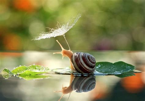Magical World Of Snails Captured In Macro Photography By Vyacheslav