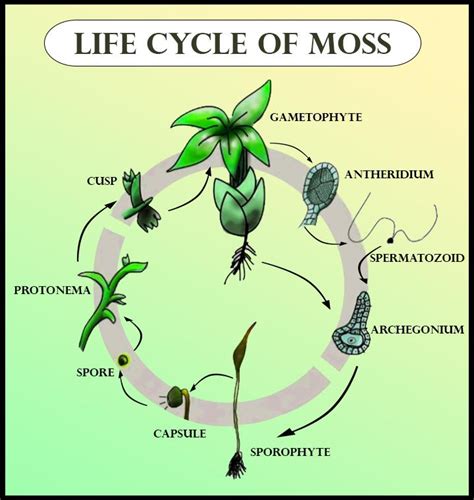 Moss Plant Is A A Gametophyteb Sporophytec Gametophyte And