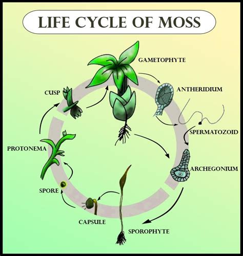 Check spelling or type a new query. Diagram Of Liverwort - Anatomy Of Plants - how to hide ...