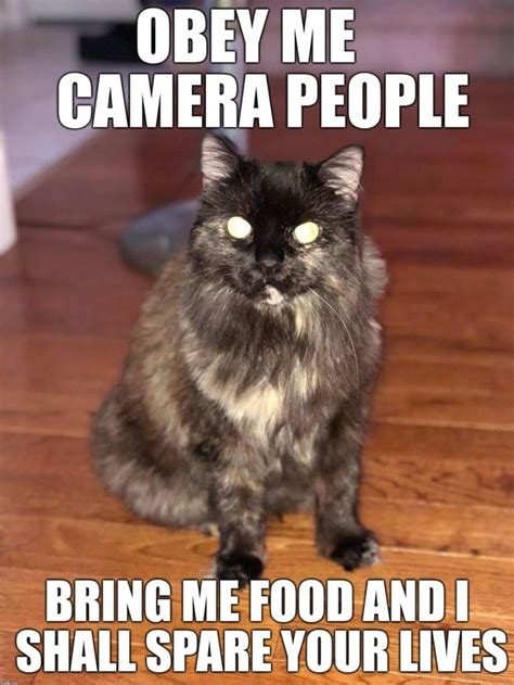 100 Dank Cat Memes Ever That Will Make You Rock N Roll Cat Memes