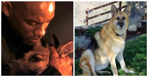 It is considered the female version of fake men, the popular youtube content that has been going viral in korea. Will Smith's dog from 'I Am Legend' is still alive and ...