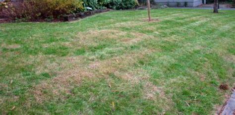 Brown Spots On Lawn How To Identify The Cause Todays Homeowner