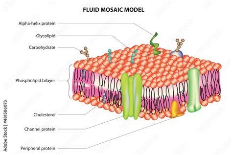 Fluid Mosaic Model Of Plasma Membrane Stock Vector Adobe Stock