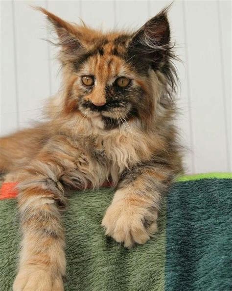 Or go for the practical? Male vs. Female Maine Coons (Picking the Gender | Cute ...