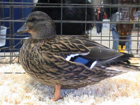 Grey Call Duck Hen International Waterfowl Breeders Association