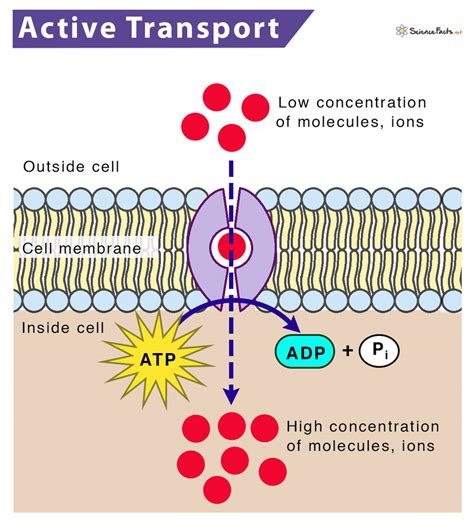 What Molecule Is Necessary For Active Transport Wade Has Johns