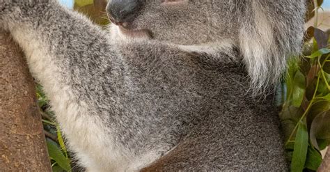 Close Up Photo Of Koala Bear · Free Stock Photo