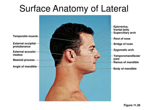 Face Surface Anatomy