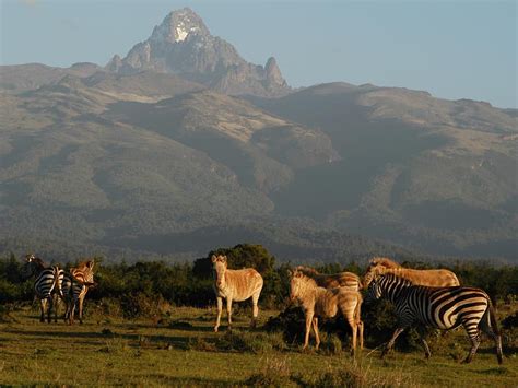 Animal Rescue Mt Kenya Wildlife Conservancy Mount Kenya Hd Wallpaper