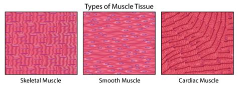 Three Types Of Human Muscle Tissue