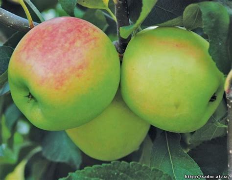 Яблоки амброзия. Сорт яблони амброзия. Яблоня Фукутами. Сорт яблони амброзия перга.