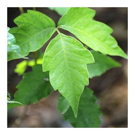 What To Know About Poison Ivy In Dry Or Moist Soil Necps