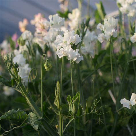 Sweet Pea White Frills Floret Flowers