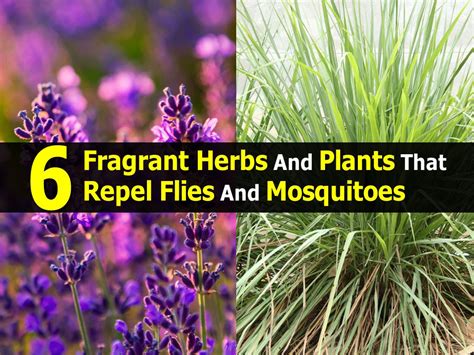 6 Fragrant Herbs And Plants That Repel Flies And Mosquitoes