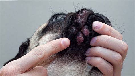 Itchy, inflamed ears and paws are symptoms of an allergy. 13 Most Common Signs of Allergies in Dogs | Dog allergies ...