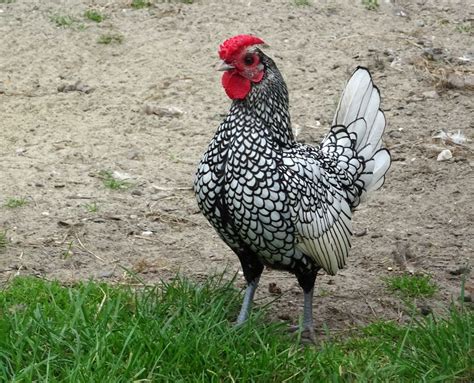 sebright chicken breed quick info where to buy chicken and chicks info
