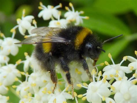 Farmers turn to bumblebees to save strawberry crops. 301 Moved Permanently